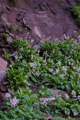 Primula pauciflora zionensis