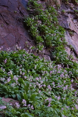 Primula pauciflora zionensis