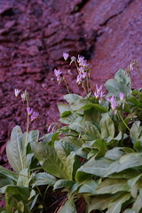 Primula pauciflora zionensis