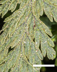 Hymenophyllum frankliniae