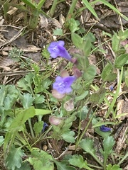 Scutellaria parvula