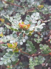 Polylepis quadrijuga