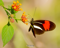 Heliconius erato phyllis
