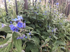Pentaglottis sempervirens