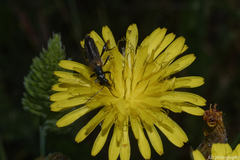 Oedemera simplex