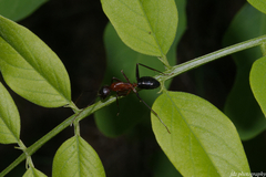 Camponotus barbaricus