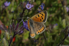 Lycaena phlaeas phlaeas