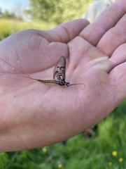 Ephemera danica