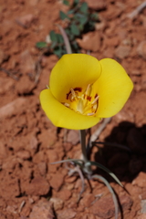 Calochortus aureus