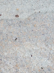 Monomorium ergatogyna