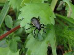 Arima marginata