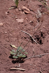 Eriogonum subreniforme