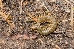 Scolopendra cingulata