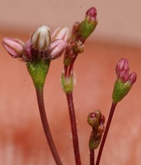 Eriogonum subreniforme