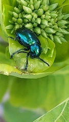 Chrysochus cobaltinus