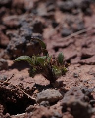 Phacelia cephalotes