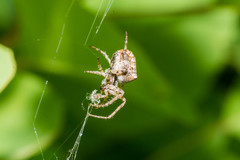 Gibbaranea bituberculata
