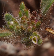 Phacelia cephalotes