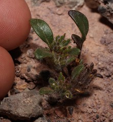 Phacelia cephalotes