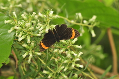 Melanis seleukia