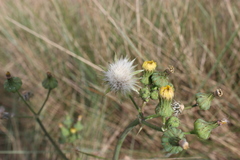 Sonchus oleraceus