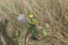 Sonchus oleraceus