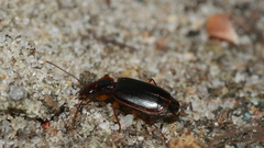 Cymindis limbata