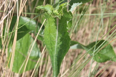 Sonchus oleraceus