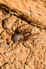 Liocranum