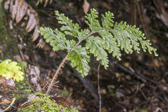 Hymenophyllum scabrum