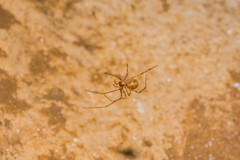Nesticidae