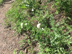 Valeriana californica