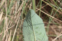Sonchus oleraceus