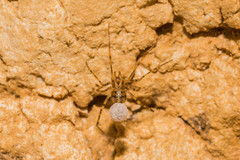 Nesticidae