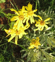 Senecio bupleuroides