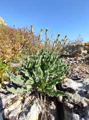Takhtajaniantha crispa