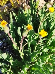 Takhtajaniantha crispa