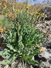 Takhtajaniantha crispa