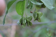 Tetragonia calycina