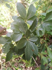 Vitex doniana