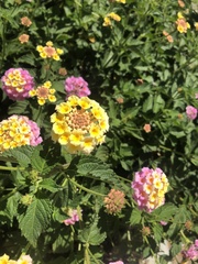 Lantana