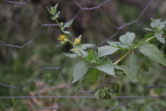 Tetragonia calycina