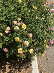 Lantana