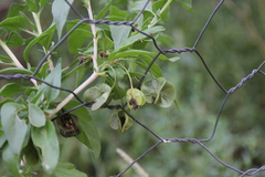 Tetragonia calycina