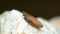 Tettigometra