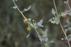 Tetragonia calycina