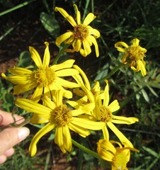 Senecio bupleuroides