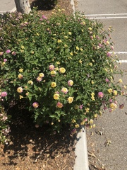 Lantana