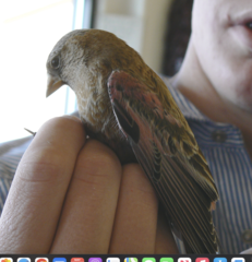 Leucosticte australis