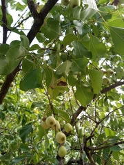 Syzygium guineense